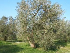 Olivi Maremma